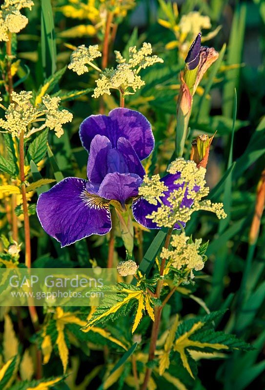 Iris reticulata and Filipendula ulmaria 'Aurea'