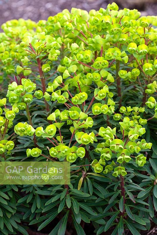 Euphorbia Redwing 'Charam'