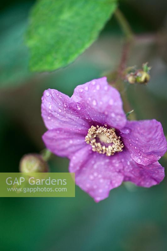 Rubus odoratus - Wild Raspberry