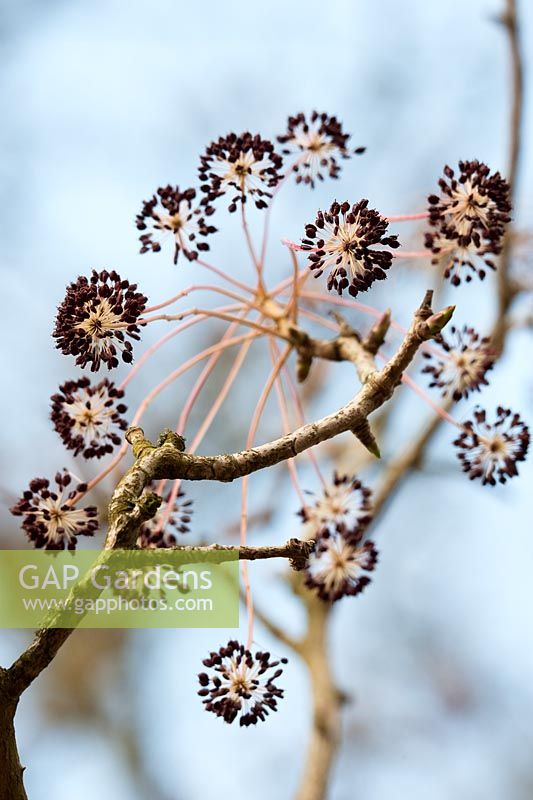 Kalopanax septemlobus pictus - Aralia tree seeds, Prickly Castor Oil Tree