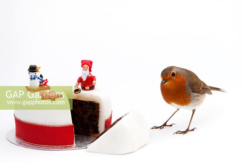 Erithacus Rubecula - Robin and Christmas cake 