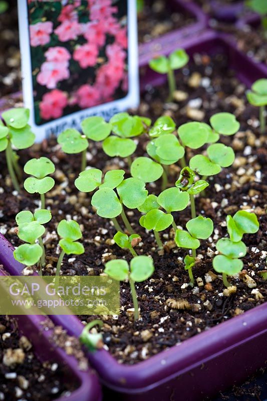 Impatiens 'Accent Coral' seedlings 