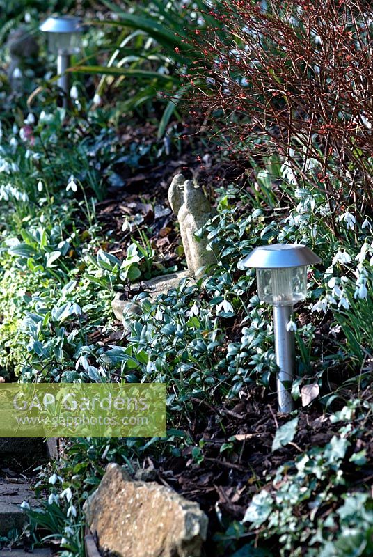Solar lights placed along path with Galanthus and Vinca growing on the bank