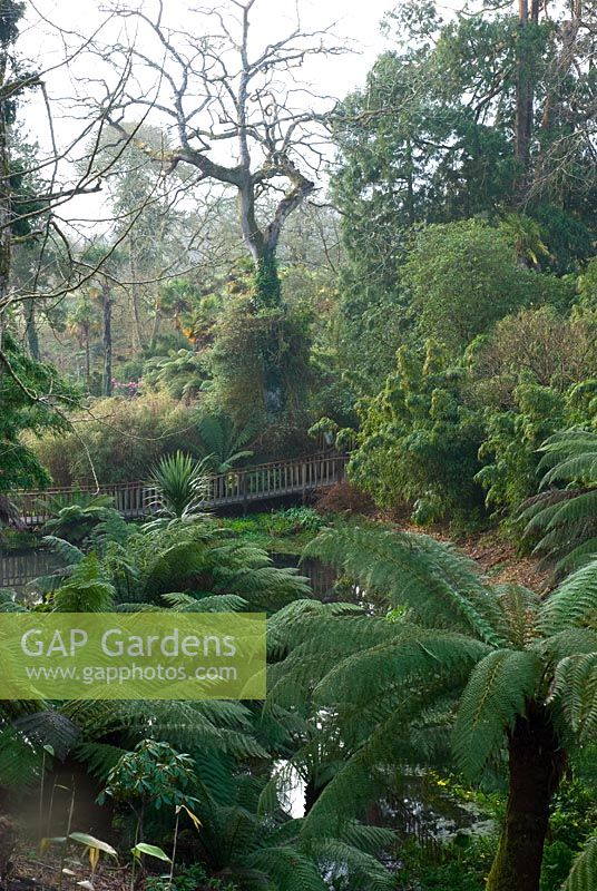 Wooden walkway through the Jungle with Dicksonia antarctica - The Lost Gardens of Heligan, Cornwall