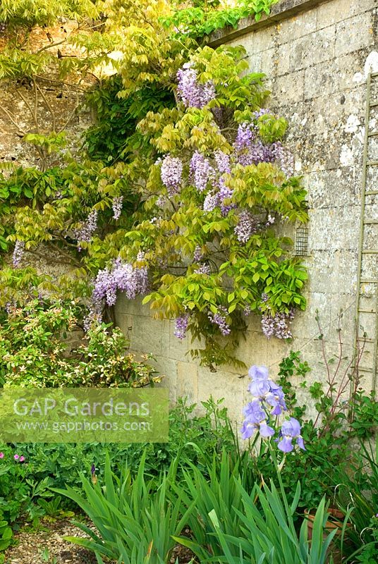 Wisteria growing against a wall with Iris 'Jane Phillips' beneath