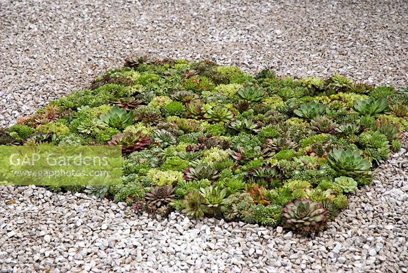Sempervivum bed sunk in gravel, The Porsche Garden - RHS Hampton Court Flower Show 2008