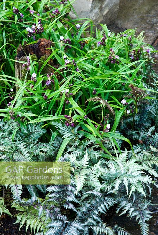 Athyrium niponicum var pictum and Tradescantia in The Natural Shade Garden - RHS Hampton Court Flower Show 2008