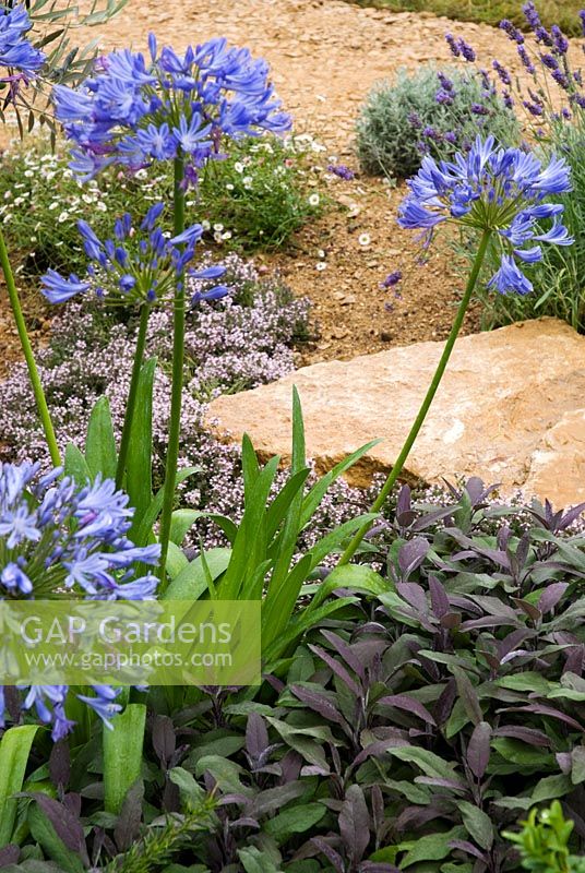 Agapanthus africanus with Sage, Thyme and Lavender in The Dorset Water Lily Garden - RHS Hampton Court Flower Show 2008