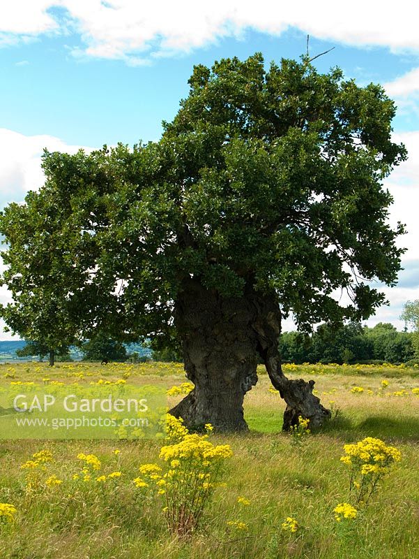 Quercus robur - Ancient pollarded oak at Berkeley, Gloucestershire