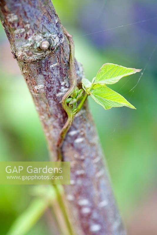 Runner bean stems entwined around plant supports