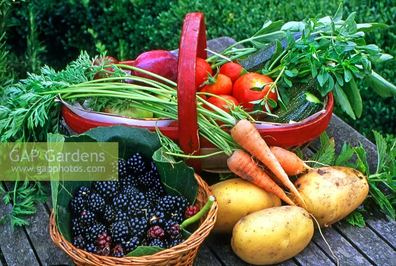 Freshly picked fruit and vegetables in a trug. Blackberries in a wicker basket, potatoes, carrots with tails, courgettes, mint, beans, apples, plums and tomatoes