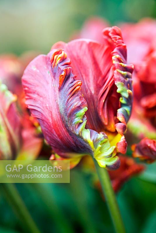 Tulipa 'Rococo' - Parrot tulip