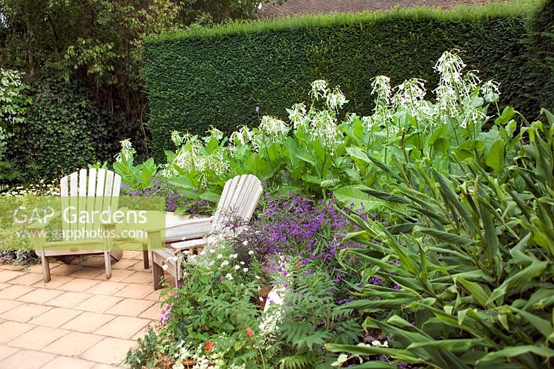 Nicotiana sylvestris growing in a large curved raised bed, paved patio with New England deckchairs and container plantings