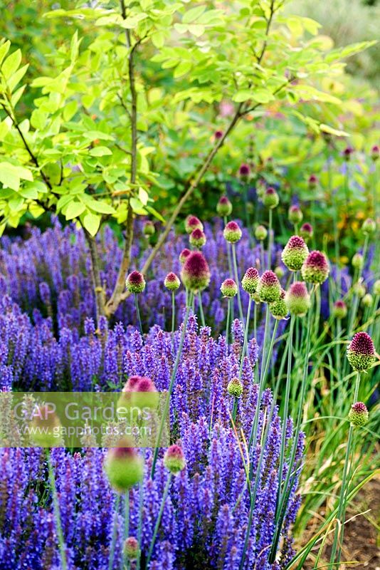 Allium sphaerocephalon, Maackia amurensis and Salvia growing under a small tree - The Walled Garden, Scampston Hall, North Yorkshire