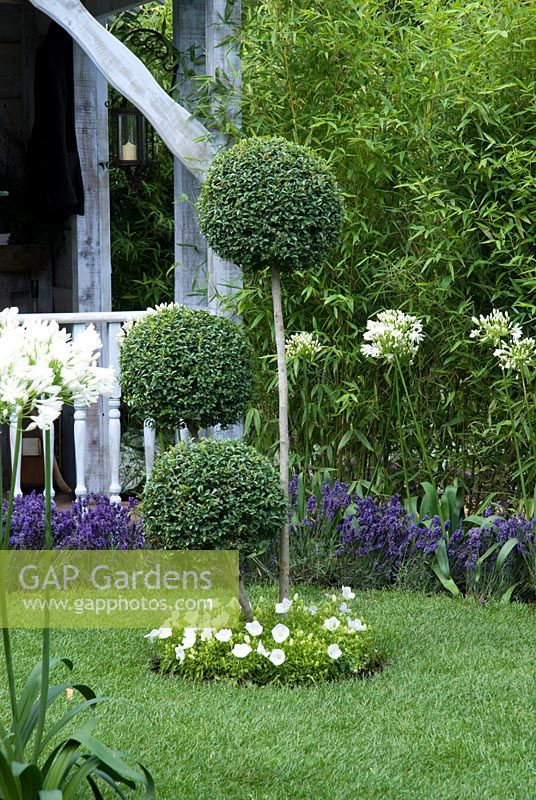 Box topiary balls with Agapanthus - The Croft Spot Secret Garden - RHS Hampton Court Flower Show 2008