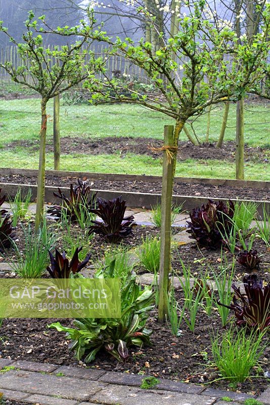 Standard red gooseberry trees, Ribes, underplanted with chicory 'Rossa di Treviso and chives in ornamental vegetable garden, April