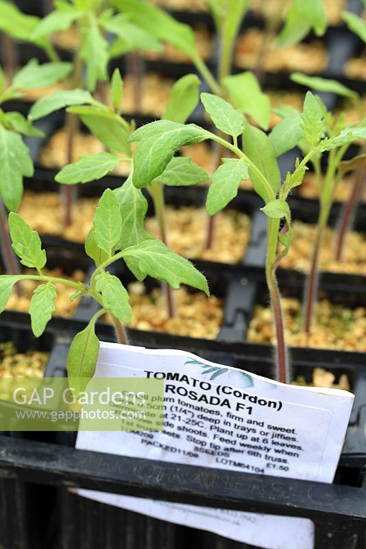 Tomato 'Rosada F1' seedlings in rootrainers