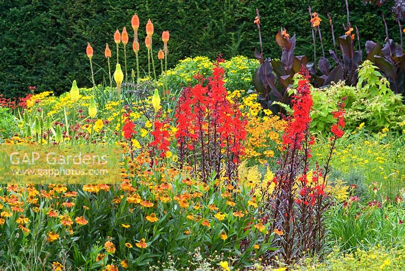 Canna 'Wyoming', Helenium 'Waltraut', Kniphofia uvaria 'Nobilis' and Lobelia cardinalis 'Bee's Flame' - The Square Garden, RHS Rosemoor, Devon