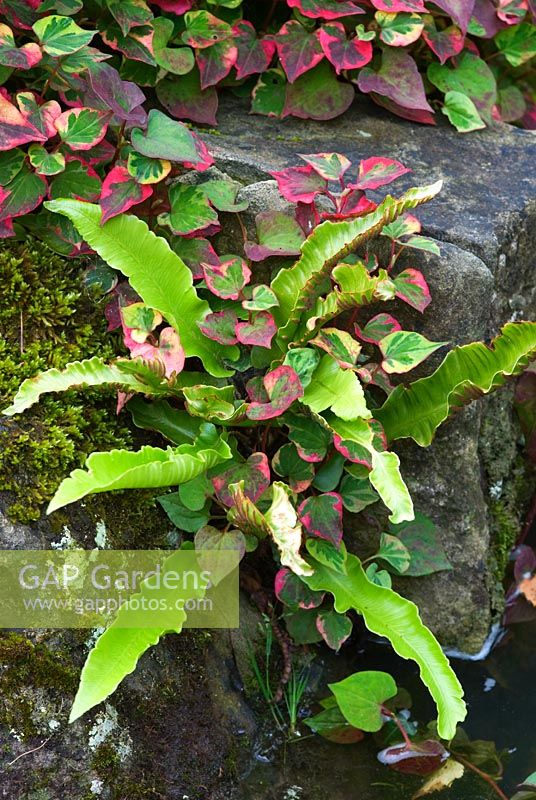 Asplenium scolopendrium - Hart's tongue fern growing out of a rock with Houttuynia cordata 'Chameleon'