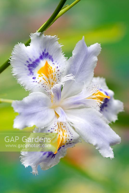 Iris japonica  