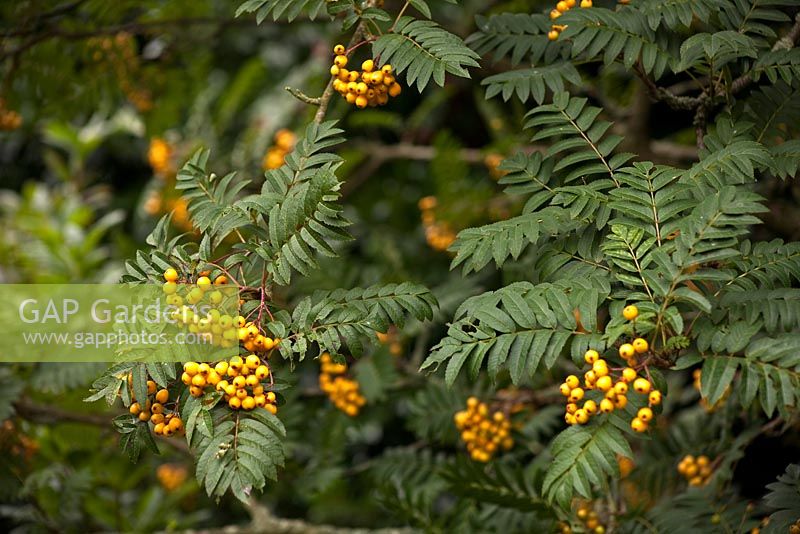 Sorbus 'Sunshine' at the Dorothy Clive Garden