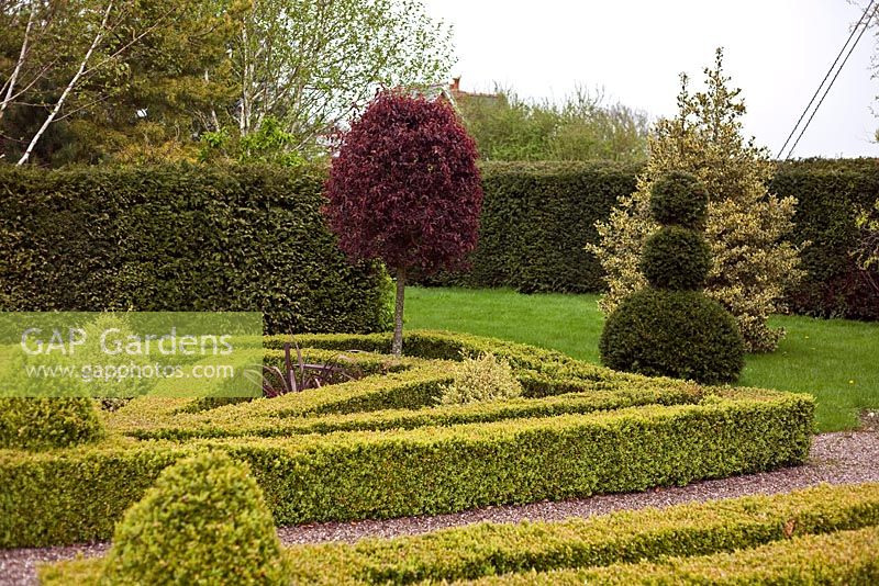 Clipped hedges and topiary - The Garden House, Erbistock 