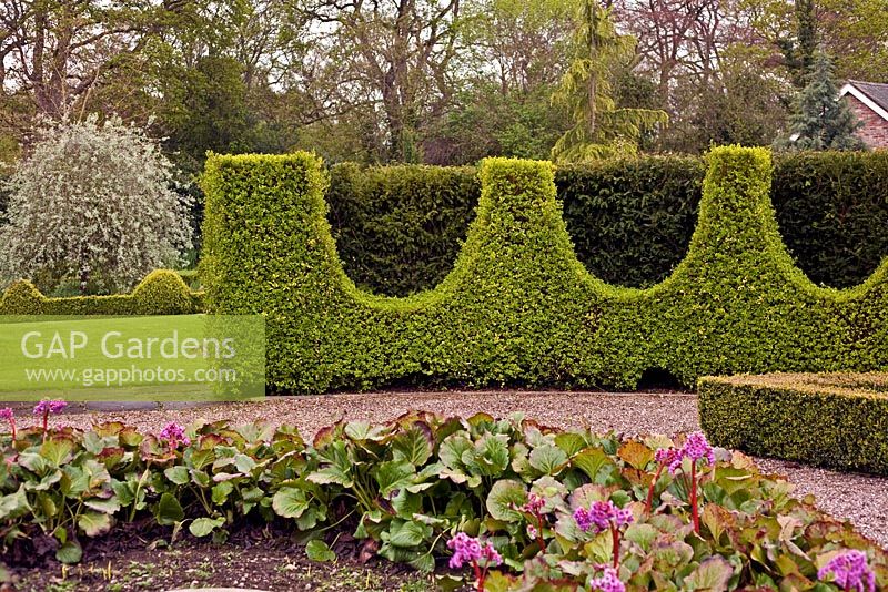 Clipped hedge - The Garden House, Erbistock