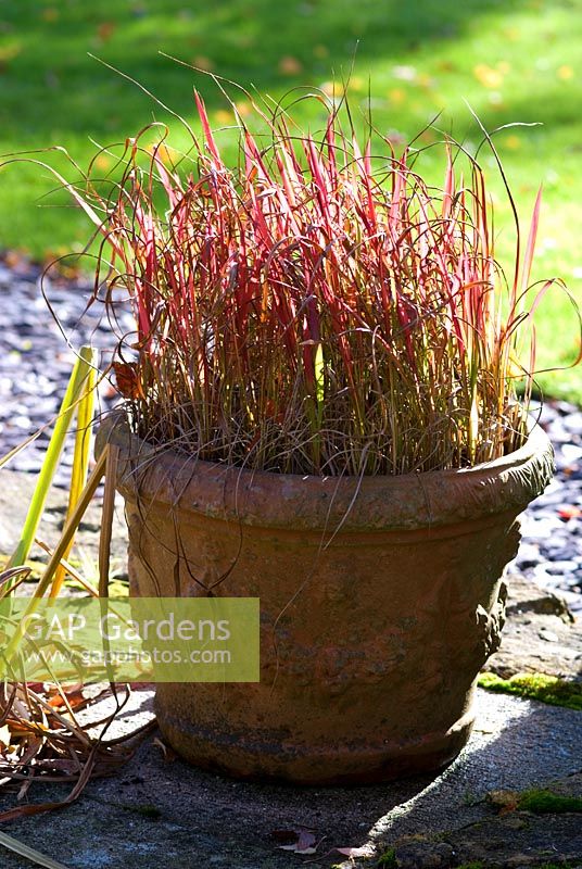 Imperata cylindrica 'Rubra' growing in terracotta container