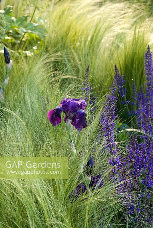 Iris 'Black Knight', Stipa tenuissima and Salvia nemorosa 'Mainacht' in The Marshalls Garden That Kids Really Want! - RHS Chelsea Flower Show 2008