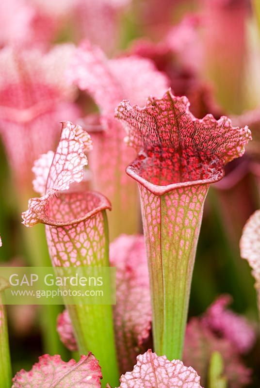 Sarracenia x cv. 'Juthatip Soper' - Pitcher Plant