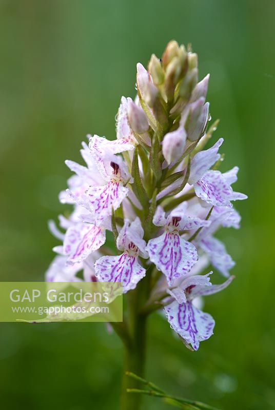 Dactylorhiza maculata - Heath Spotted Orchid