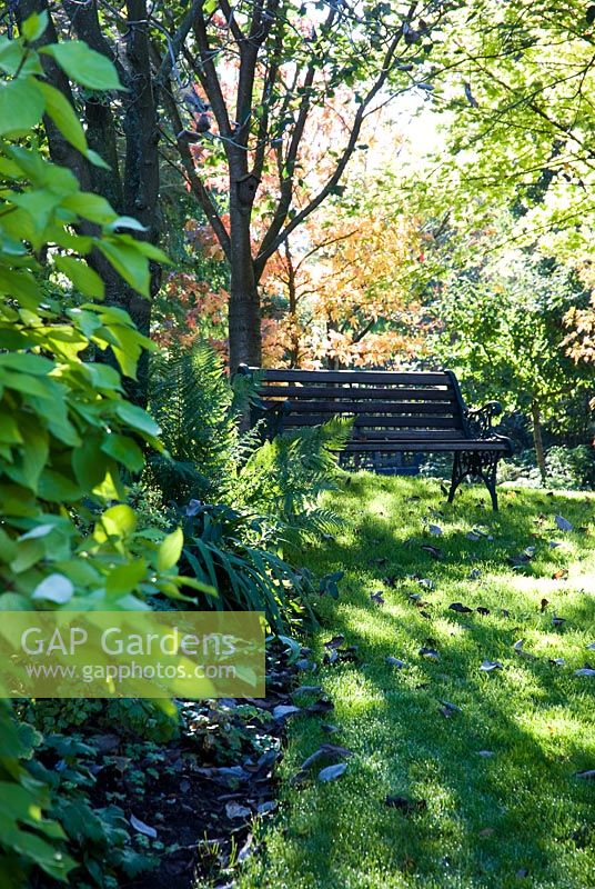 Garden bench with late afternoon sun shining through the trees