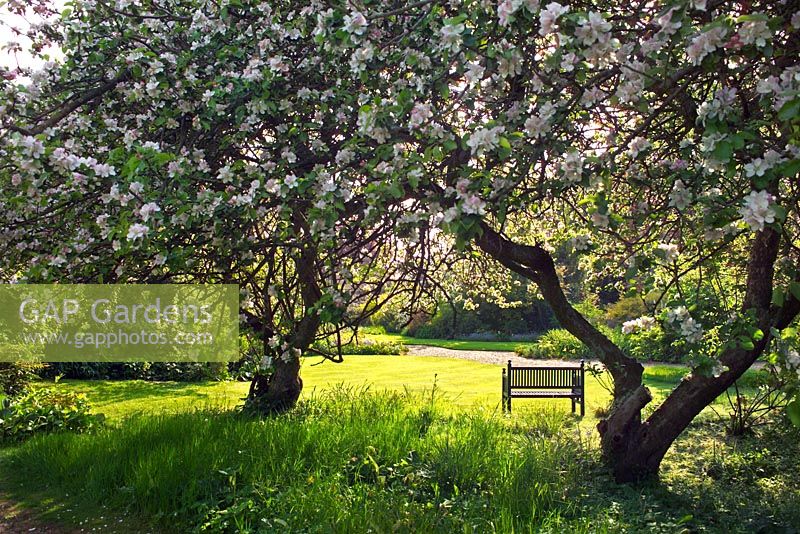 Malus trees in white blossom amongst meadow and cut grass - Denmans Garden, Chichester, Hampshire 