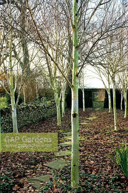 Betula jaquemontii, Himalayan Birch trees planted in small enclosed space with dry stone wall and evergreen hedge, stepping stone pathway leading to hedge opening and ornate white metal gates