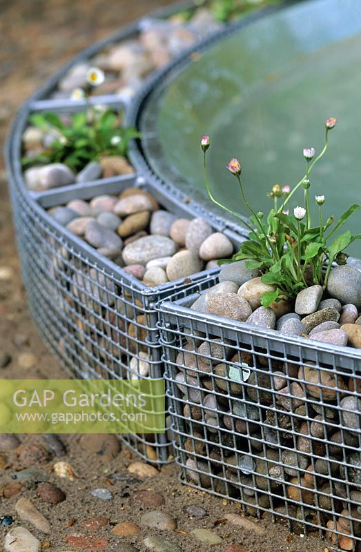 Small gabion cages with pebbles surrounding a water feature and planted with Bellis perennis