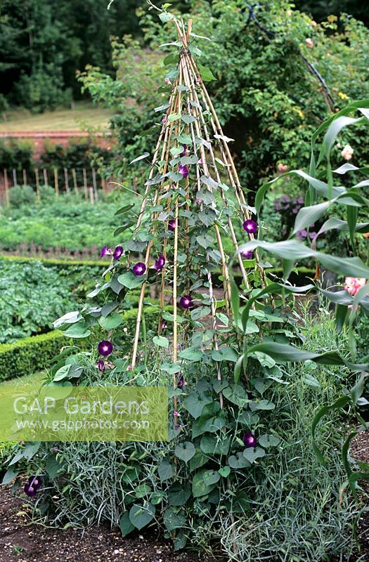 Ipomoea trained up bamboo cane wig wam frame in vegetable garden