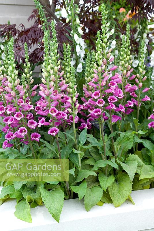 Digitalis 'Camelot Rose F1' in raised bed -RHS Chelsea Flower Show 2007