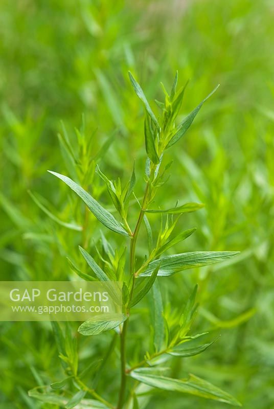 Artemisia dranunculus - Tarragon