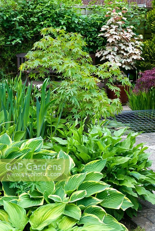 Acer palmatum and Acer pseudoplatanus 'Esk Sunset' with selection of Hostas and Iris 