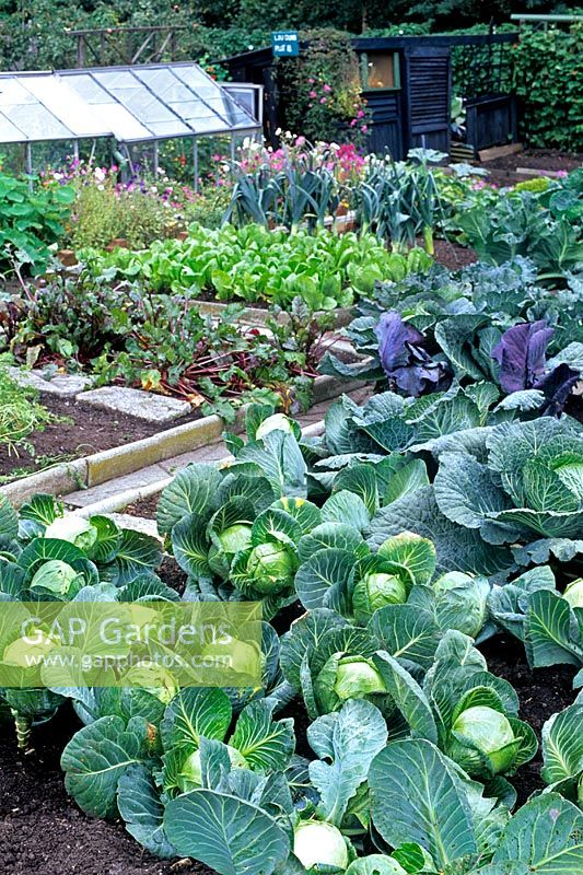 Large bed of cabbages growing in a vegetable garden