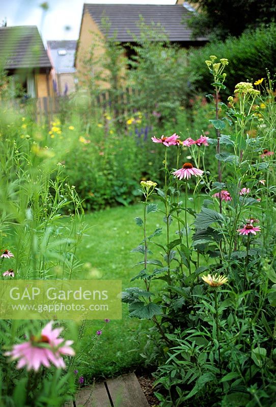 Urban meadow garden with natural beds and lawn plantings of Echinacea and Rudbeckia 