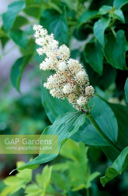 Maianthemum racemosum - False spikenard 