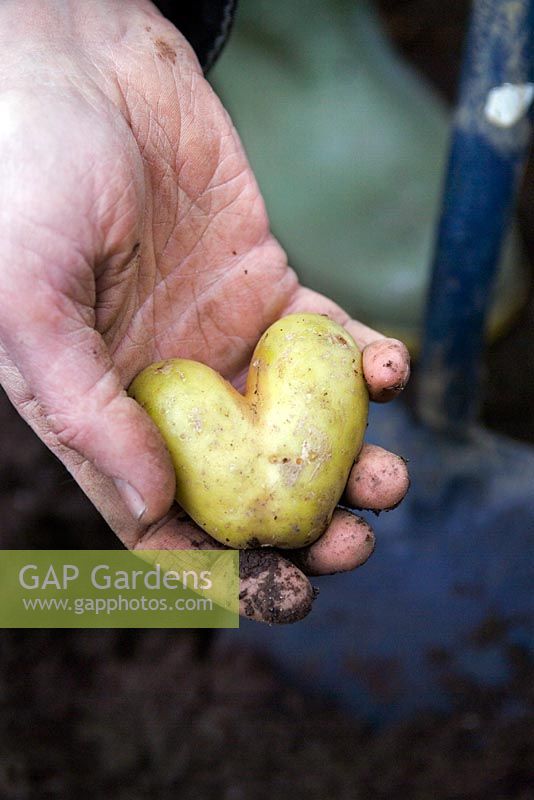 Heart shaped potato dug from earth and held in gardeners hand