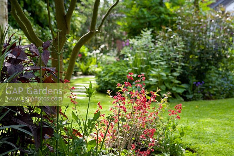 Summer borders with Persicaria 'Red Dragon' and Heuchera 'Fireworks' in the foreground, stepping stone path in lawn - Eldenhurst