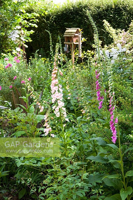 Foxgloves with bird table in the background in a shady area of the garden - Eldenhurst