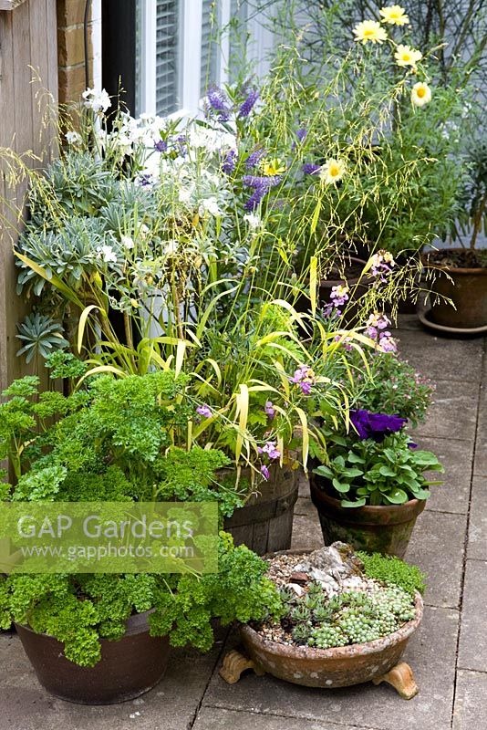 Collection of pots on the patio including parsley, Sempervivums and Milium effusum 'Aureum' - Eldenhurst