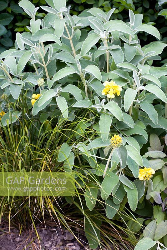 Phlomis and ornamental grass - Eldenhurst