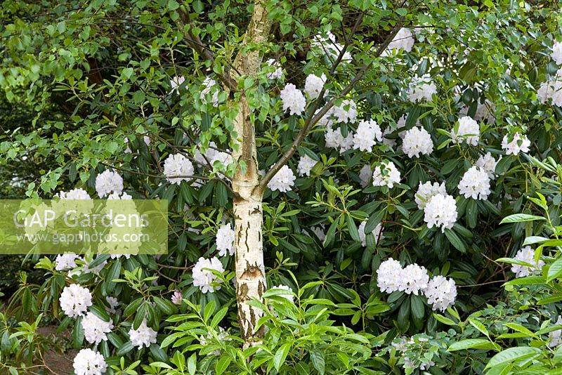 Rhododendron growing at the base of a Betula tree in the front garden - Eldenhurst