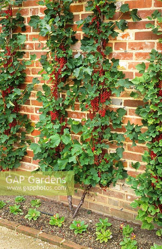 Wall trained fruit - Redcurrant 'Stanza'