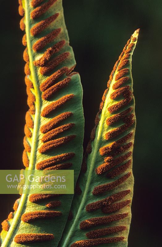 Fern spores on the underside of Asplenium scolopendrium - Hart's Tongue fern